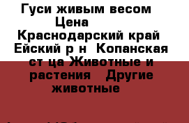 Гуси живым весом › Цена ­ 300 - Краснодарский край, Ейский р-н, Копанская ст-ца Животные и растения » Другие животные   